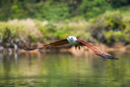 Brahminy kite flying over the water at high speed