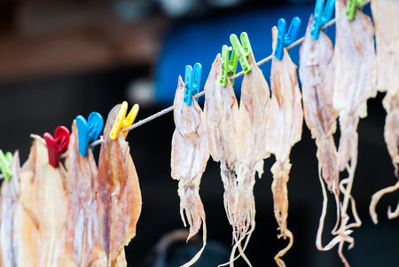 The neatly hanging of dried squid for sale