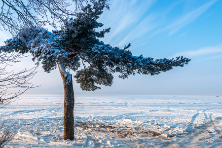 Lone Pine in winter.の写真素材