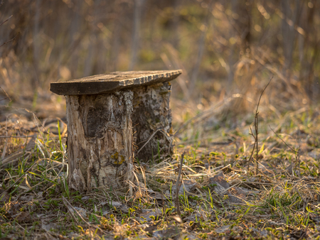 Photo taken in the forestの写真素材