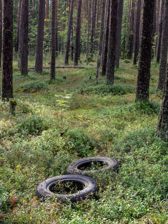 Tires in the forestの写真素材