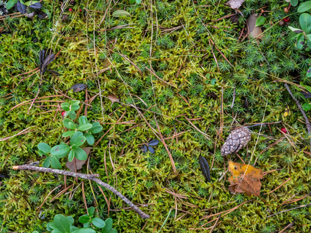 Photo taken in the autumn forestの写真素材