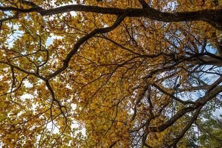 yellow leaves on a blue skyの写真素材