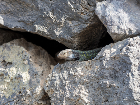 the lizard basks on the stone. Photo taken in Tenerife.の写真素材