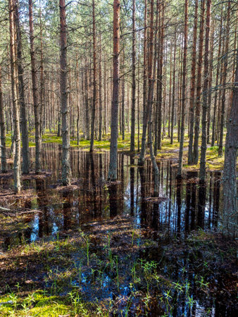 Reflection of the forest in the water. The forest flooded.