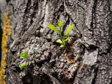 Fresh green on a tree. Macro photoの写真素材