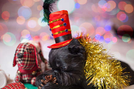 Brussels griffon portrait on a white background, isolatedの写真素材