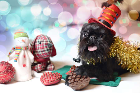 Brussels griffon portrait on a white background, isolatedの写真素材