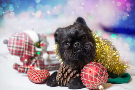Brussels griffon portrait on a white background, isolatedの写真素材