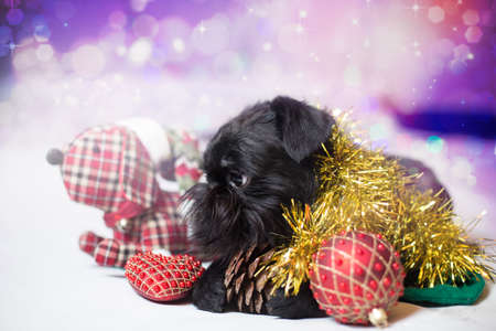 Brussels griffon portrait on a white background, isolatedの写真素材