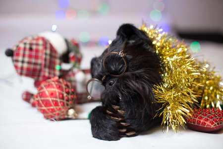 Brussels griffon portrait on a white background, isolatedの写真素材