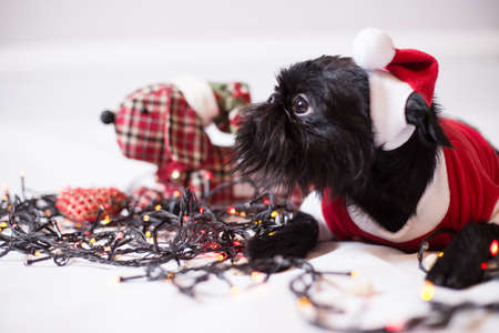 Brussels griffon portrait on a white background, isolatedの写真素材