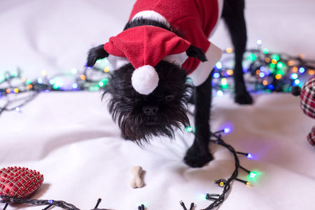 Brussels griffon portrait on a white background, isolatedの写真素材