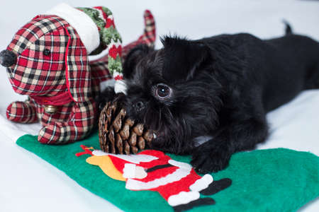 Brussels griffon portrait on a white background, isolatedの写真素材