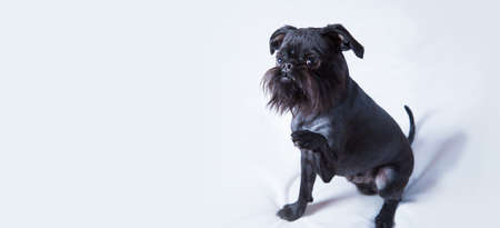 Black Dog. The Belgian Griffonの写真素材