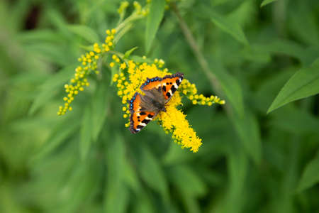orange butterfly sitting on a flower, summers dayの写真素材