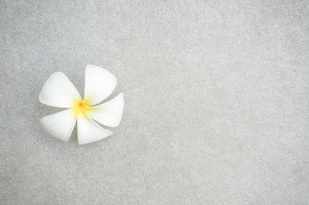 plumeria flower on the floorの写真素材