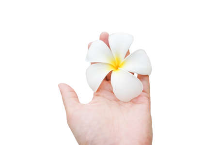 woman hand's is holding a Plumeria flower in white backgroundの写真素材