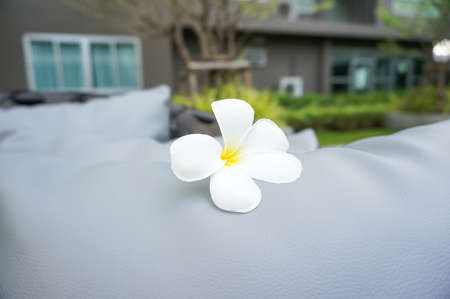 Plumeria flower on a pad whit blur backgroundの写真素材