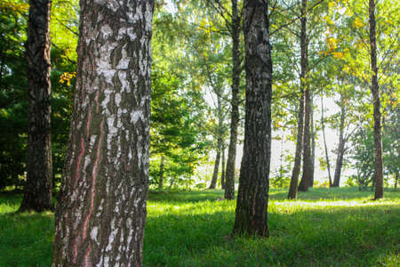Young birch trees on a green lawn in the forest. A sunny day in a birch grove.の写真素材