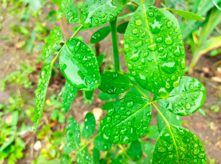 Bright, green leaves with water drops after rain. Colorful rose leaves blooming in the garden.の写真素材