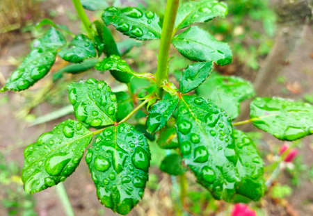 Bright, green leaves with water drops after rain. Colorful rose leaves are blooming in the garden. Dew drops.の写真素材