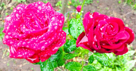 There are two bright, colorful roses growing in the garden. Beautiful pink flowers and green leaves with water drops after rain.の写真素材