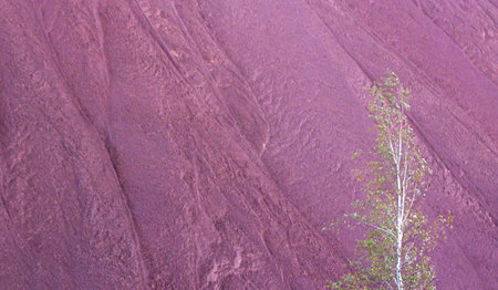 A young birch tree at the foot of a brown mountain made of clay and industrial waste. Environmental...