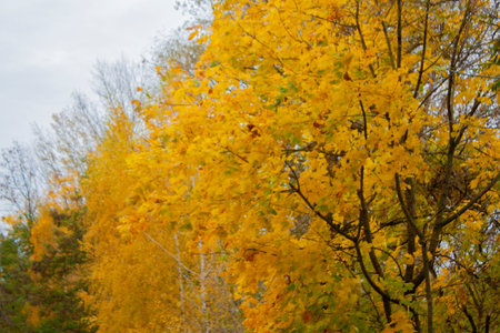 Yellow foliage of maple and birch. Autumn landscape with yellowed maples and birches in cloudy...