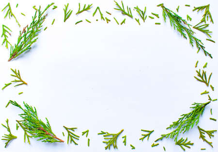 The frame is made of green coniferous plants. Coniferous needles on a white background in the form of a frame.の写真素材
