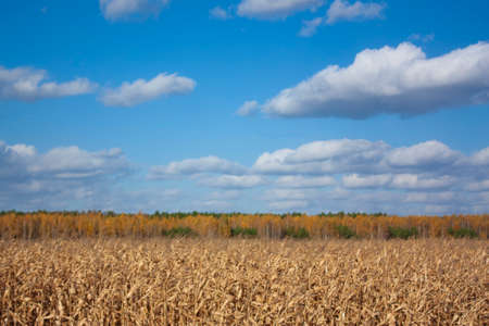 A yellowed cornfield under a clear, blue sky with white clouds. Autumn landscape on a bright sunny day.の写真素材