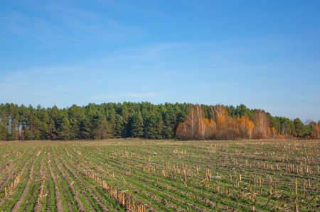 A green field and an autumn forest under a clear blue sky.の写真素材