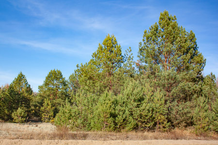 Coniferous trees and bushes under a clear blue sky. Forest landscape on a bright sunny day.