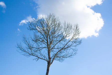 A tree with fallen leaves against a blue sky with white clouds. Autumn landscape.の写真素材