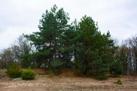 A forest clearing with green pines on a small hill.の写真素材
