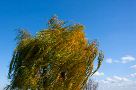 An autumn tree on the background of a blue sky bends from a strong wind. A tree with yellowed foliage on a bright sunny day.の写真素材