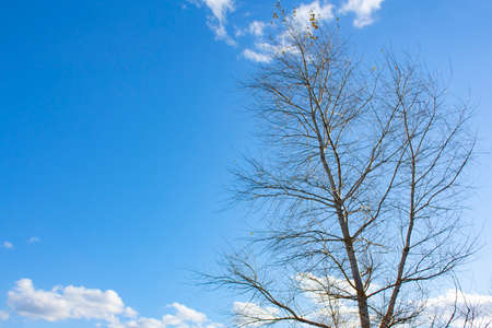 The top of a birch tree with fallen leaves and a clear blue sky with clouds. Beautiful autumn landscape.の写真素材