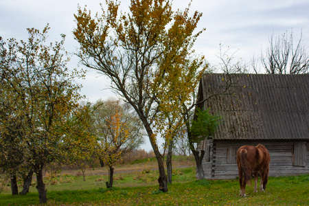 A beautiful horse grazes near an old, abandoned wooden house. Autumn landscape with a brown horse.の写真素材