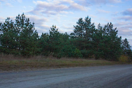 The field road leads to the autumn forest. Green, coniferous trees stand on the side of the road.の写真素材