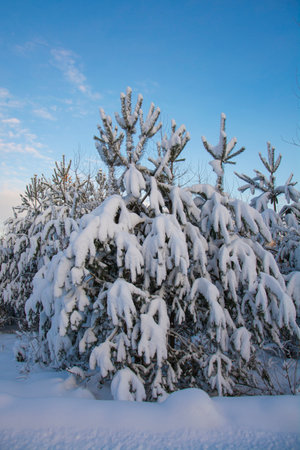 Beautiful fir trees with snow on the branches. Winter forest under a clear blue sky.の写真素材