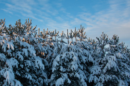 Beautiful fir trees with snow on the branches. Winter forest under the evening blue sky with shades of sunset. A clear winter day.の写真素材