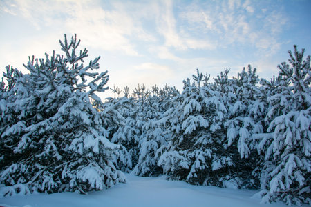 Beautiful pine trees with snow on the branches against the blue sky. Winter coniferous forest under a blue sky.の写真素材