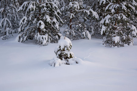 Beautiful fir trees in the winter forest. Winter snow forest. Lots of white snow.の写真素材