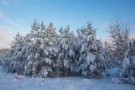 Beautiful pines and fir trees with snow on the branches. Winter forest under a clear blue sky.の写真素材