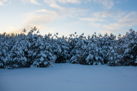 Beautiful firs and pines with snow on the branches against the background of the evening sky. Winter coniferous forest under a blue sky during sunset.の写真素材