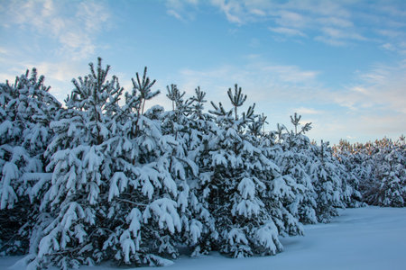 Beautiful firs and pines with snow on the branches against the blue sky. Winter coniferous forest under a blue sky.の写真素材