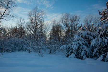 Beautiful fir trees with snow on the branches. A winter forest clearing under a blue sky with shades of sunset. Evening winter day.の写真素材