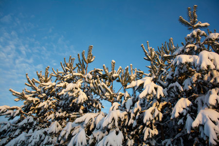 Beautiful snow-covered fir trees with snow on the branches against the sky. Winter landscape under a sunny blue sky. A clear winter day.の写真素材
