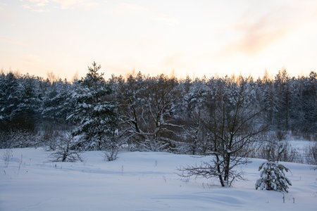 Beautiful pines and firs against the background of the evening sky. Winter coniferous forest during sunset.の写真素材