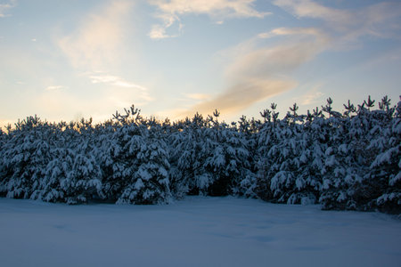 Beautiful trees with snow on the branches against the background of the evening sky. Winter coniferous forest under a blue sky during sunset.の写真素材